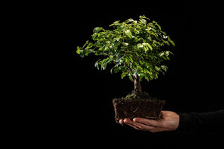  companies that plant trees